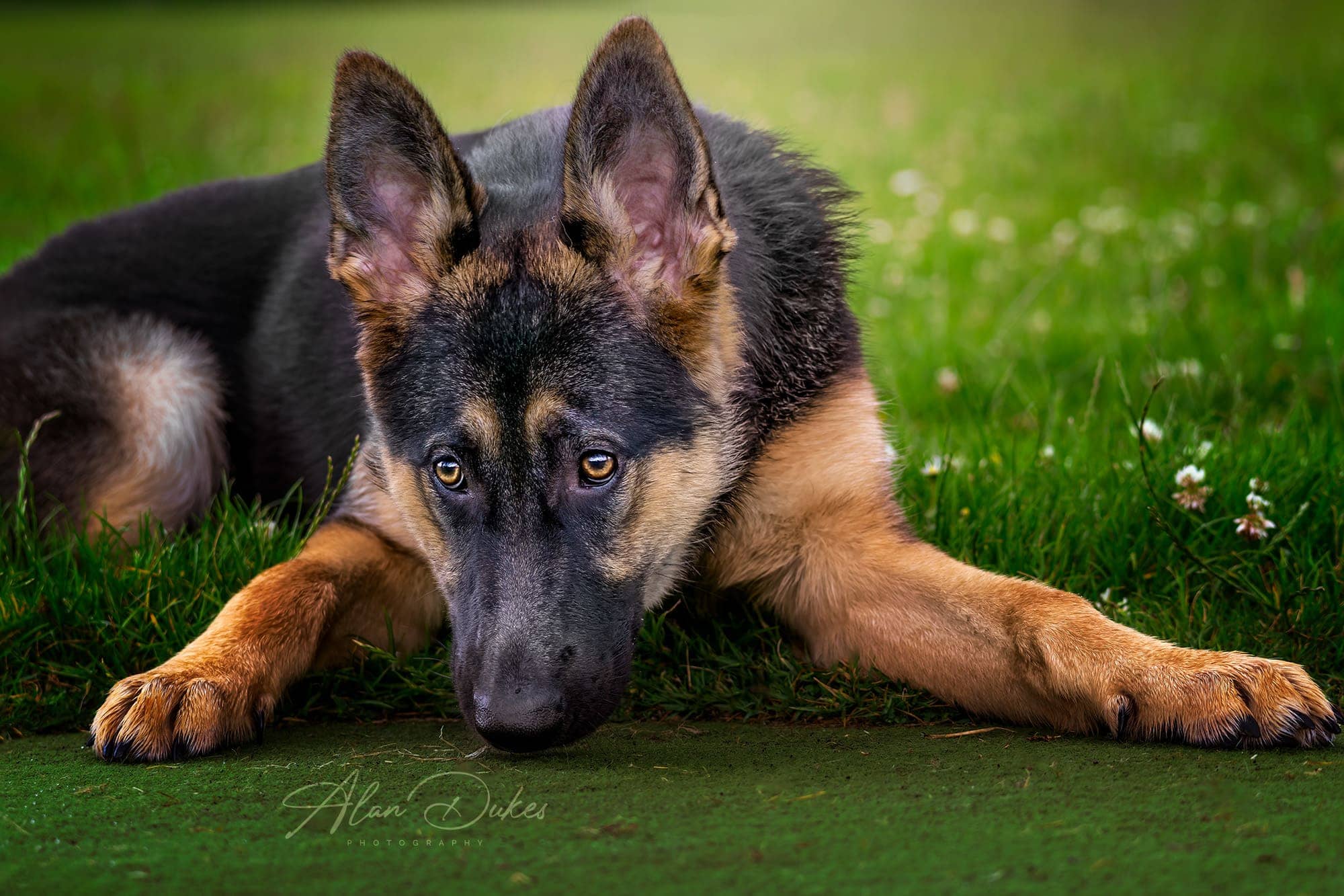 Dog portrait photography of Alsatian