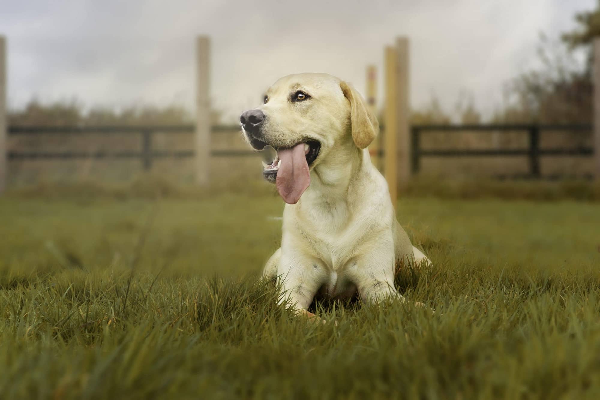 Dog portrait photography of a Golden Retriever