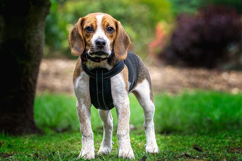 Dog portrait photography of a Beagle