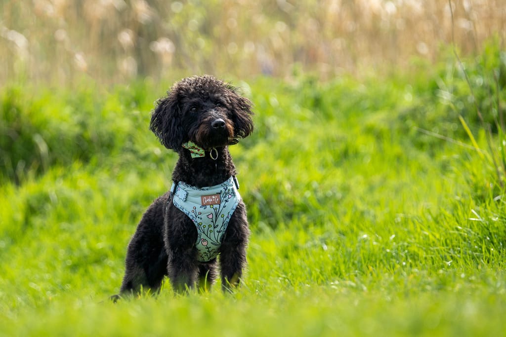 Black dog in grass, taken by Alan Dukes Photography, dog photographer in Stoke