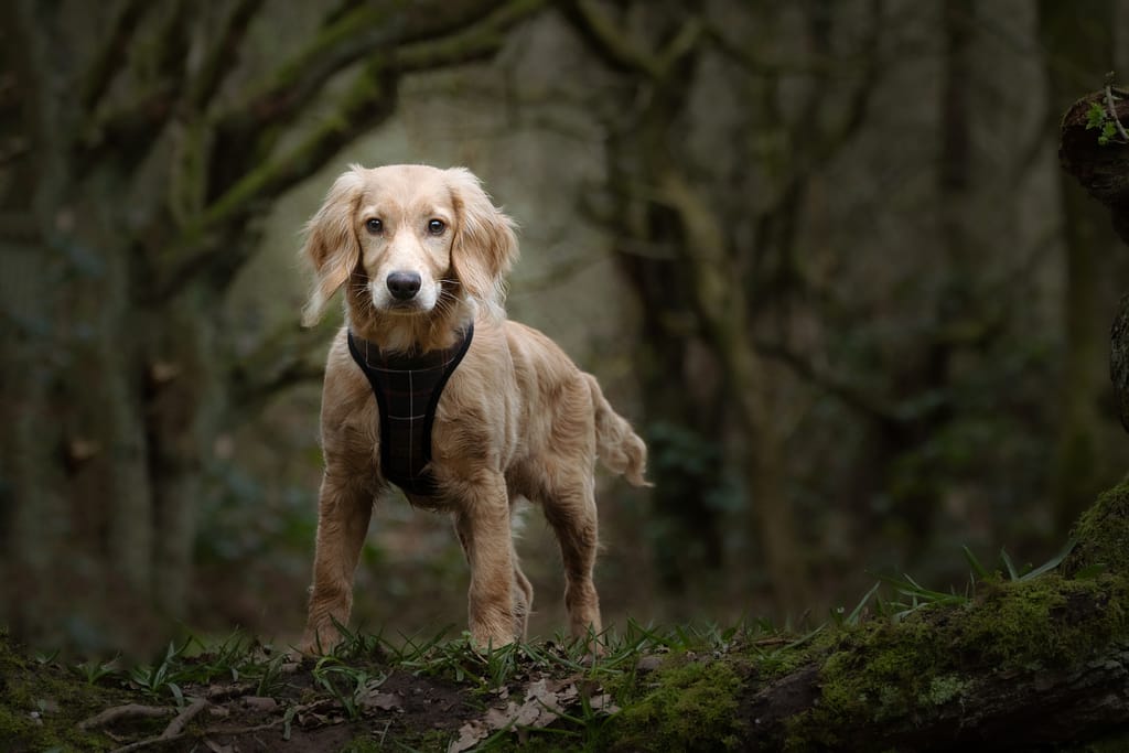 Picture of a Cockapoo puppy taken in front of dark trees, taken by Alan Dukes Photography, dog photographer in Stoke