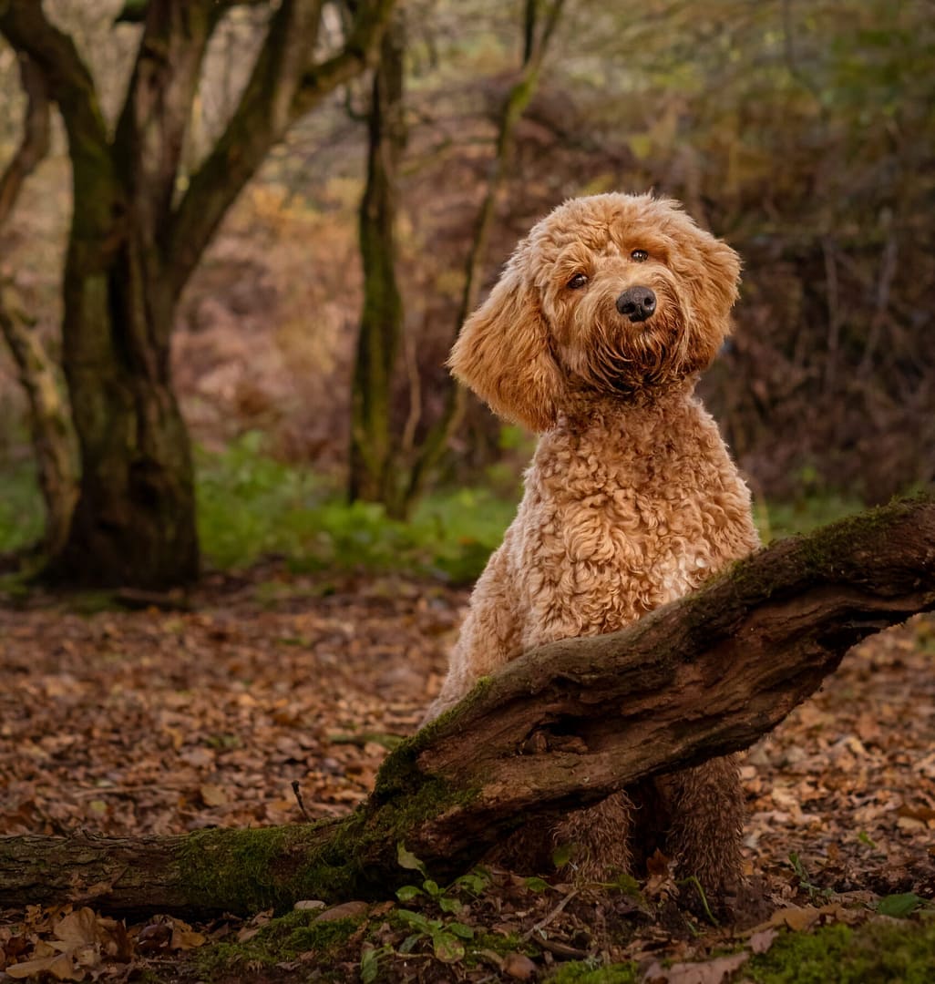 Lifestyle outdoor photoshoot of a dog in a forest
