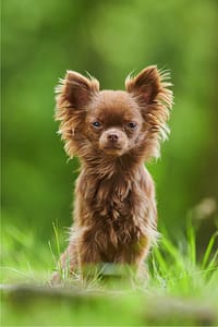 Picture of a Chihuahua for a blog on Dogs breeds that live the longest