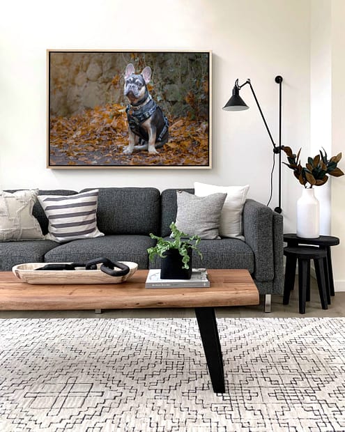 Picture of a French Bulldog printed and on the wall, taken by Alan Dukes Photography, dog photographer in Stoke