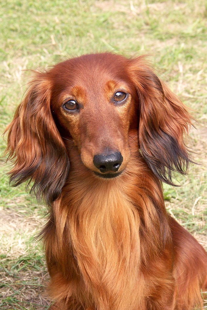 Dashund dog sitting