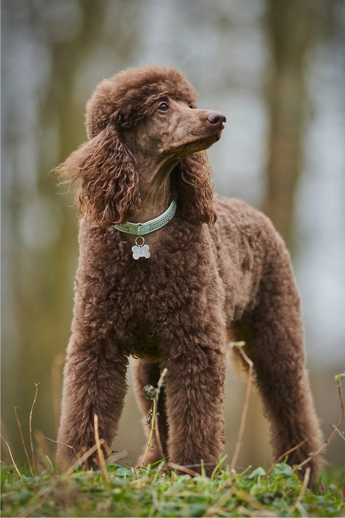 Picture of a toy poodle
