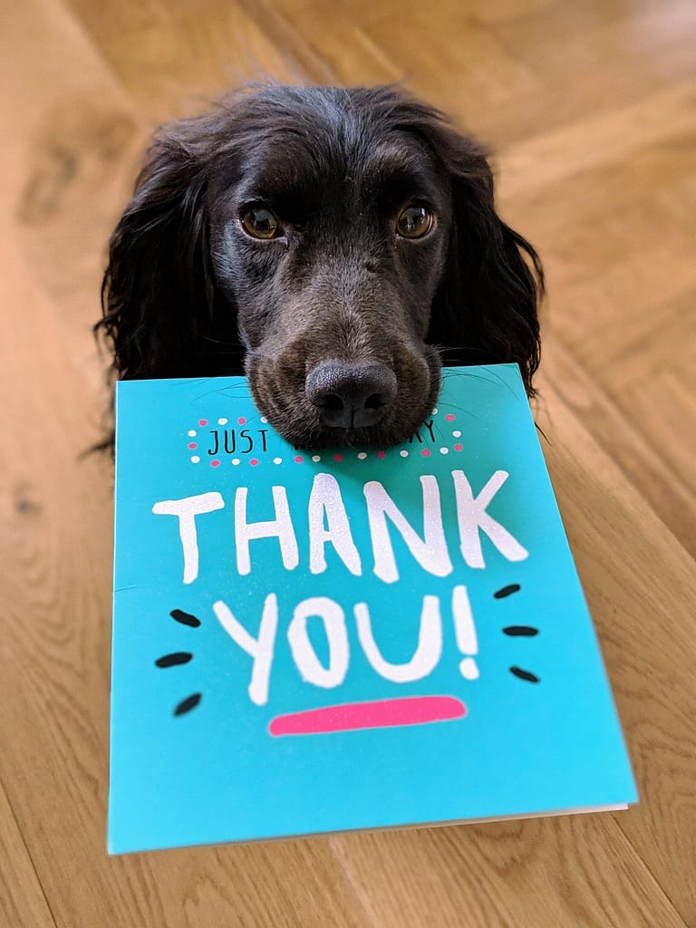 Black dog with a thank you card as an example of an end of life pet photoshoot