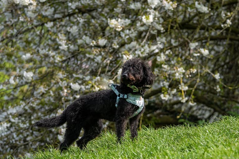 Picture of a black dog by a bush, taken by Alan Dukes Photography, dog photographer in Stoke