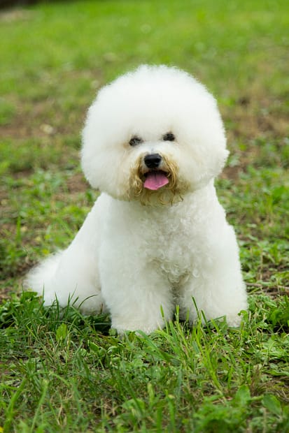 Bichon Frise dogs that don't shed
