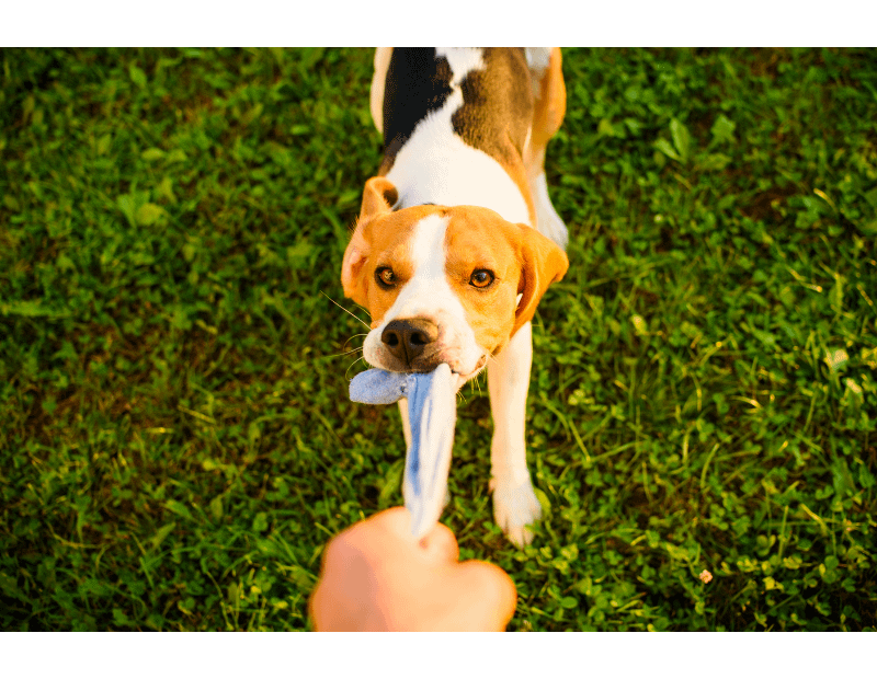 10-fun-and-enriching-games-to-play-with-your-dog-alan-dukes-photography