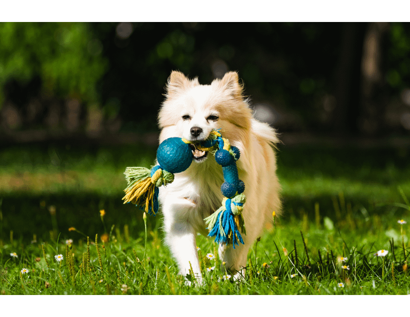 10 Fun and Enriching Games to Play With Your Dog Alan Dukes Photography