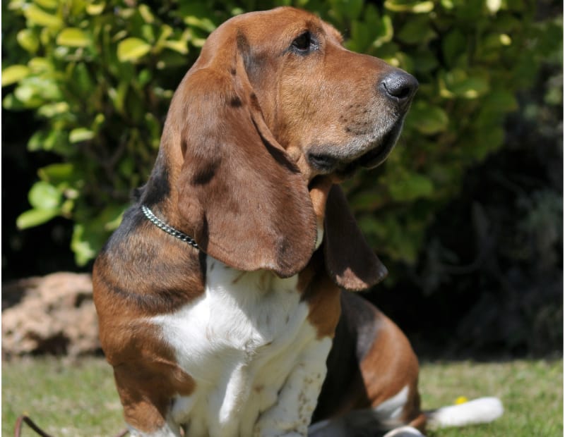 Basset Hound Dog