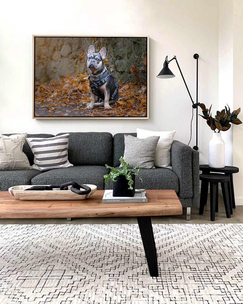 Picture of a French Bulldog printed and on the wall, taken by Alan Dukes Photography, dog photographer in Stoke