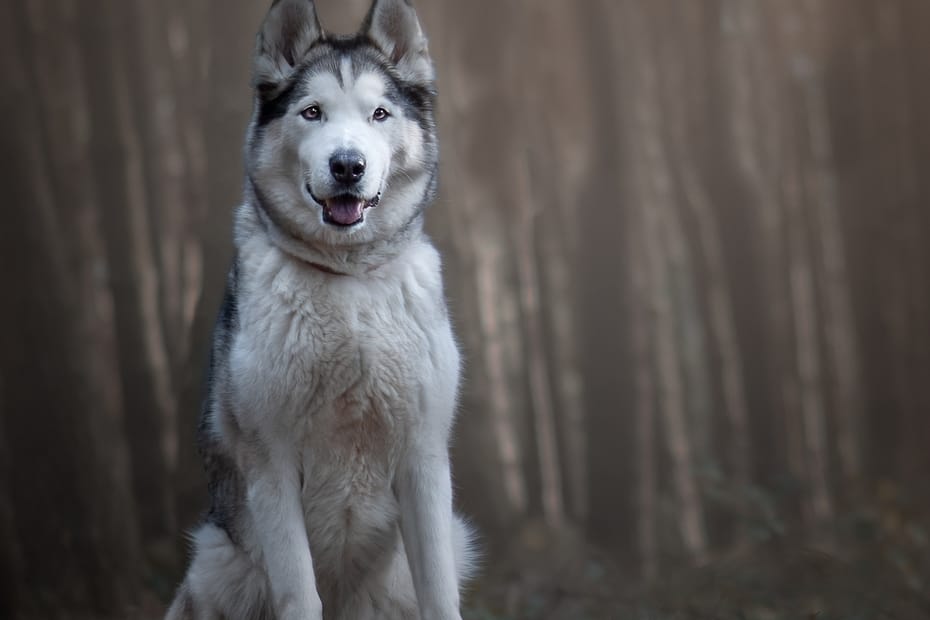 Picture of a husky taken by Alan Dukes dog photographer in Stoke