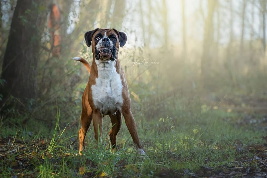 Boxer Dog in a wood, taken by Alan Dukes Photography, dog photographer in Stoke