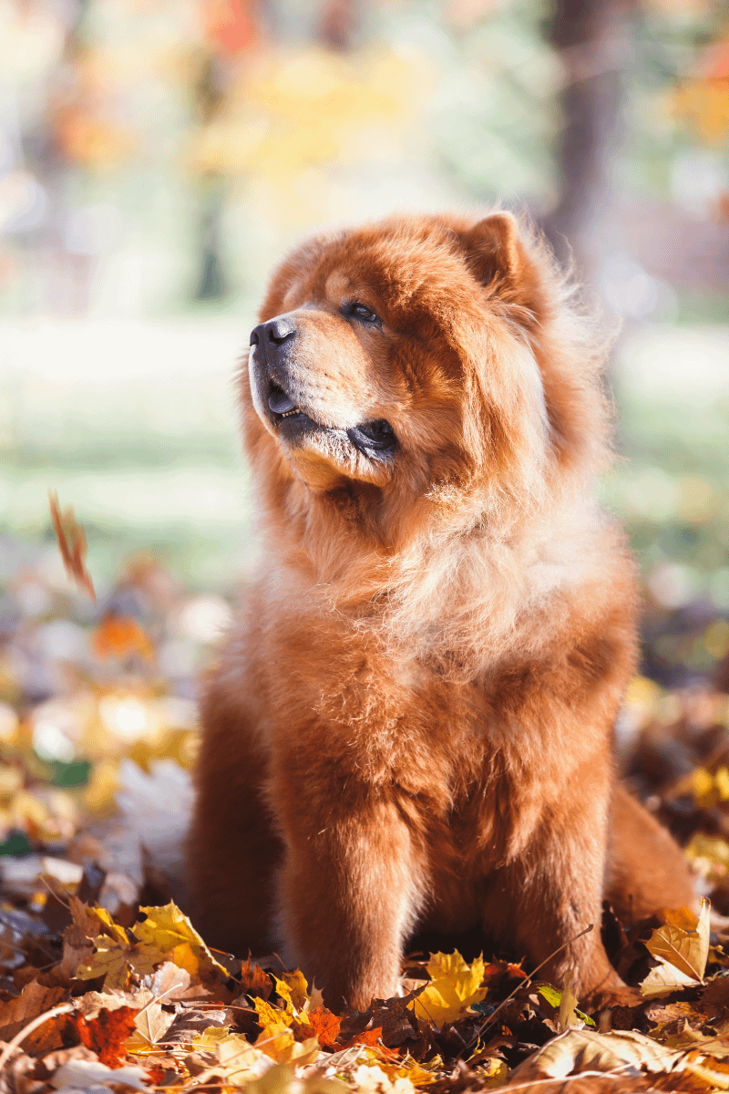 The Independent Pooches 5 Top Breeds of Dogs That Can Be Left Alone