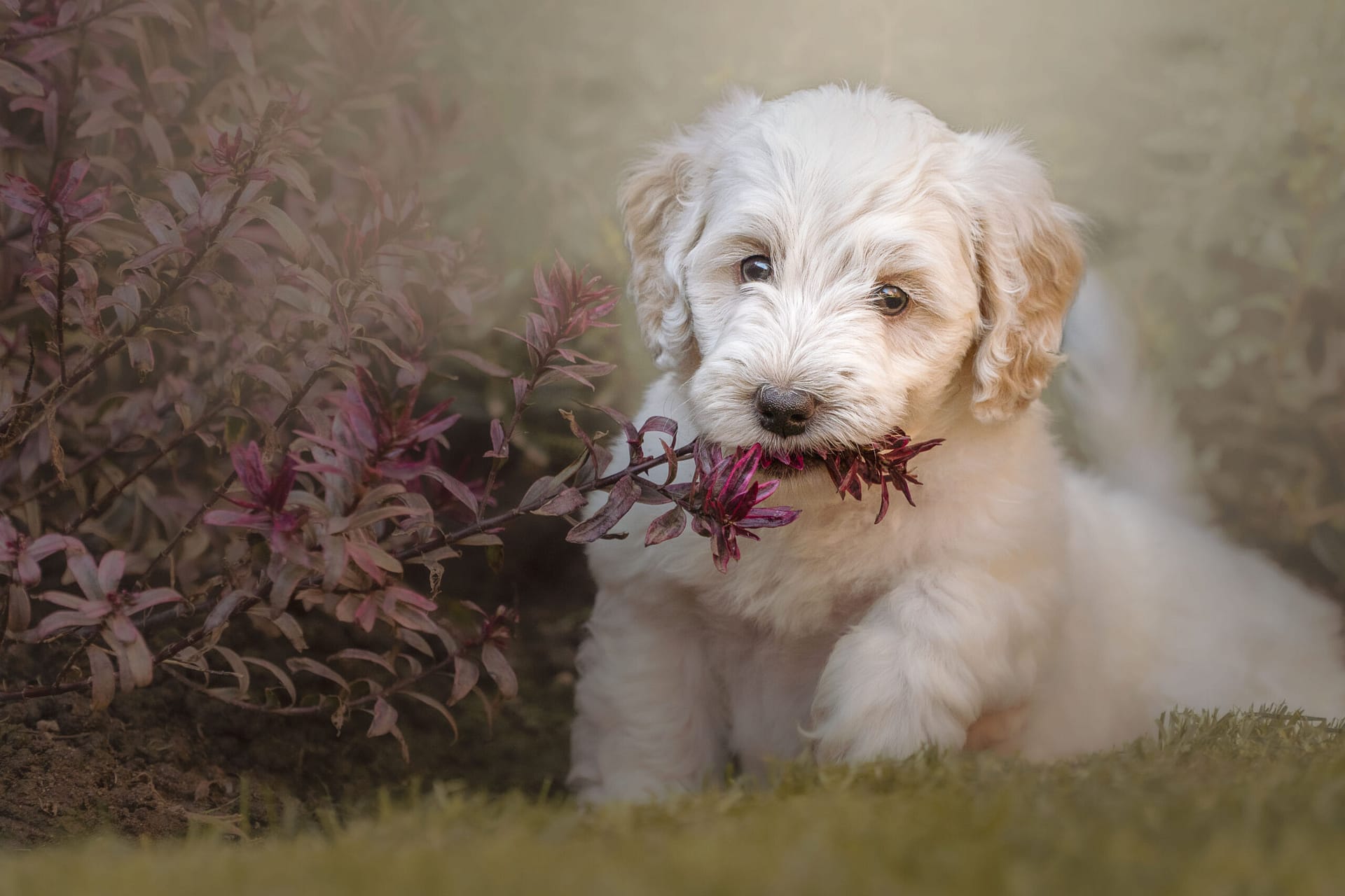 Cute puppy outside photographed by Alan Dukes, Dog Photographer in Stoke on Trent
